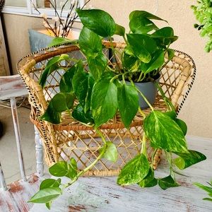 Mini Peacock Loveseat